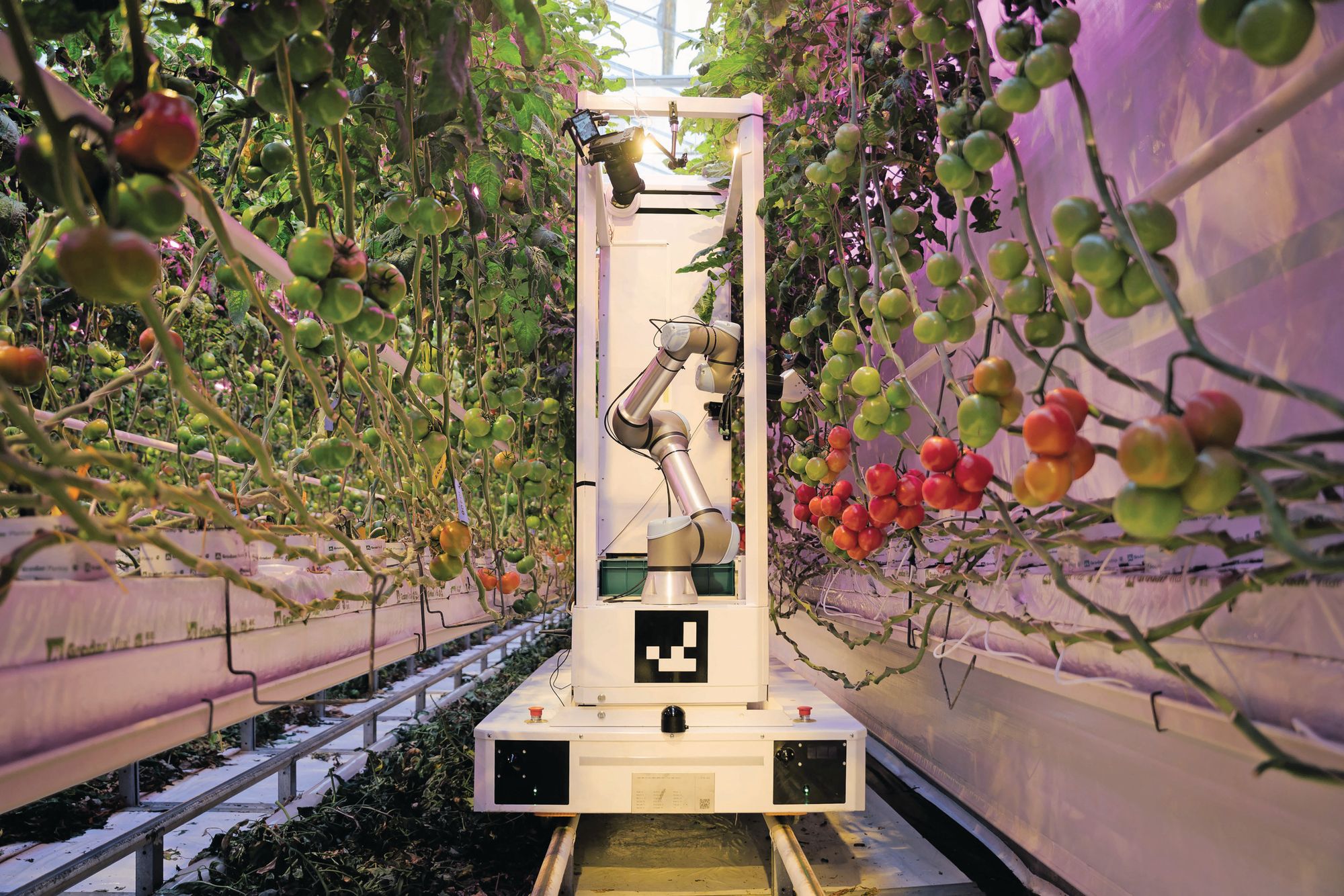 Eternal.ag launches Harvester: a fully autonomous tomato harvesting robot