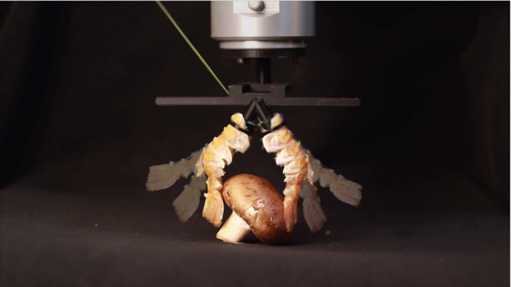 Bio-hybrid robots turn food waste into functional machines