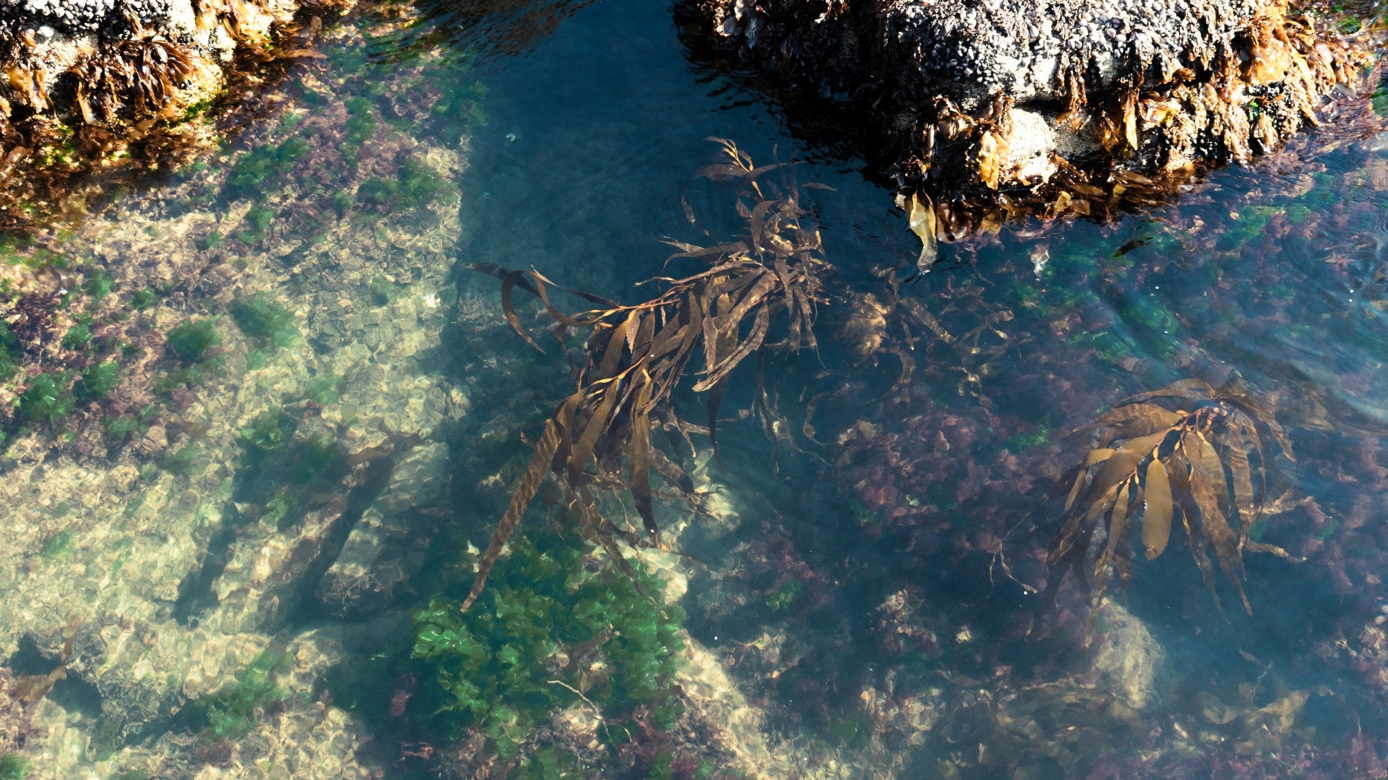 Machine Learning Predicts Toxic Metal Levels in Marine Systems