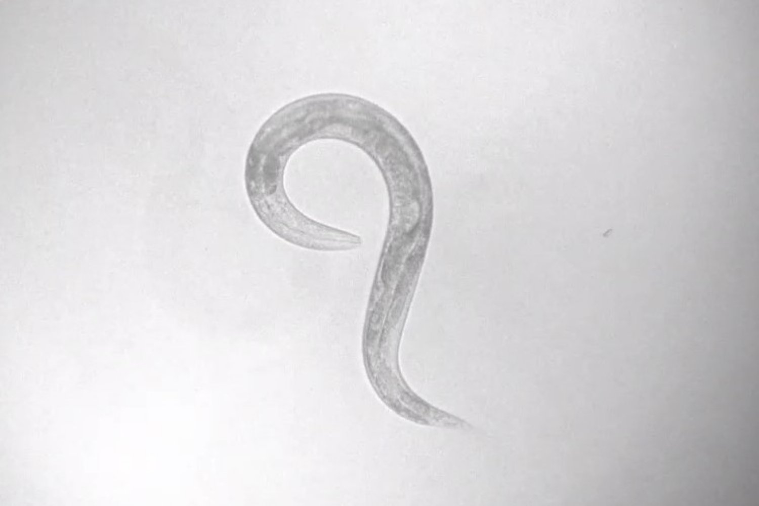 With navigating nematodes, scientists map out how brains implement behaviors
