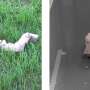 AI-guided snakebot unlocks rolling move that doubles speed per unit power