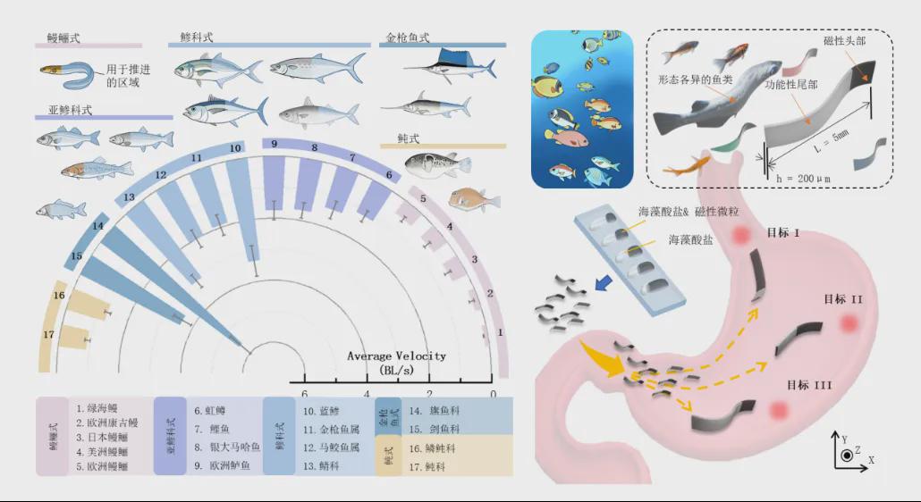 Inspired by Fish Diversity: Beijing Institute of Technology Team Develops Morphology-Encoded Soft Microrobots