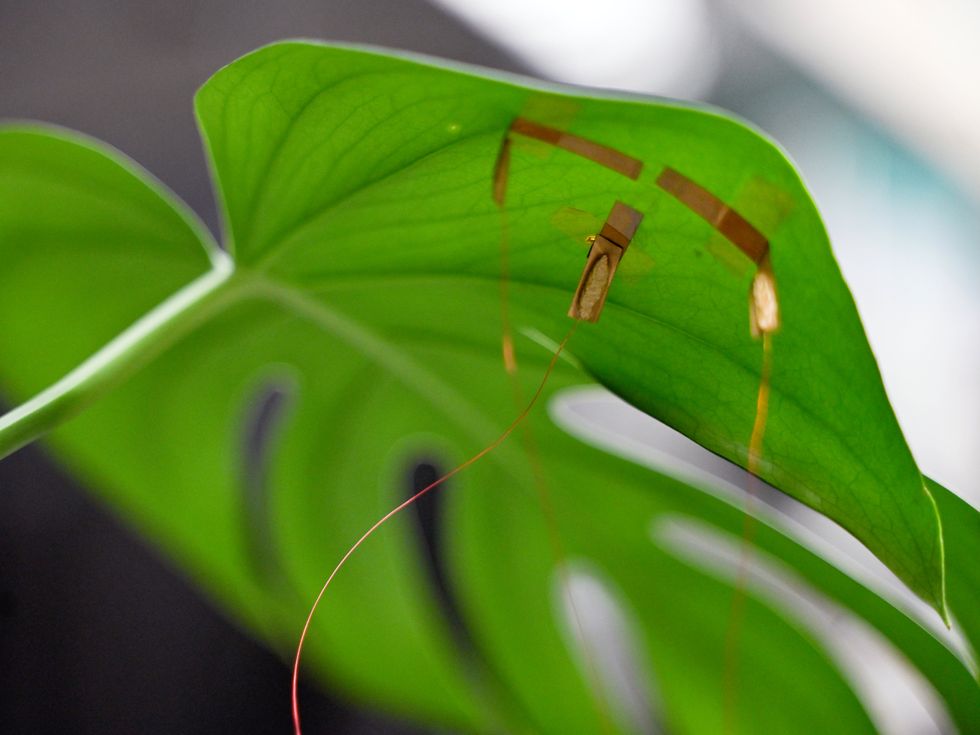 Graphene “Tattoos” for Plants Could Form Neural Networks