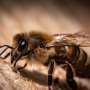 What AI taxis and robots can learn from bees