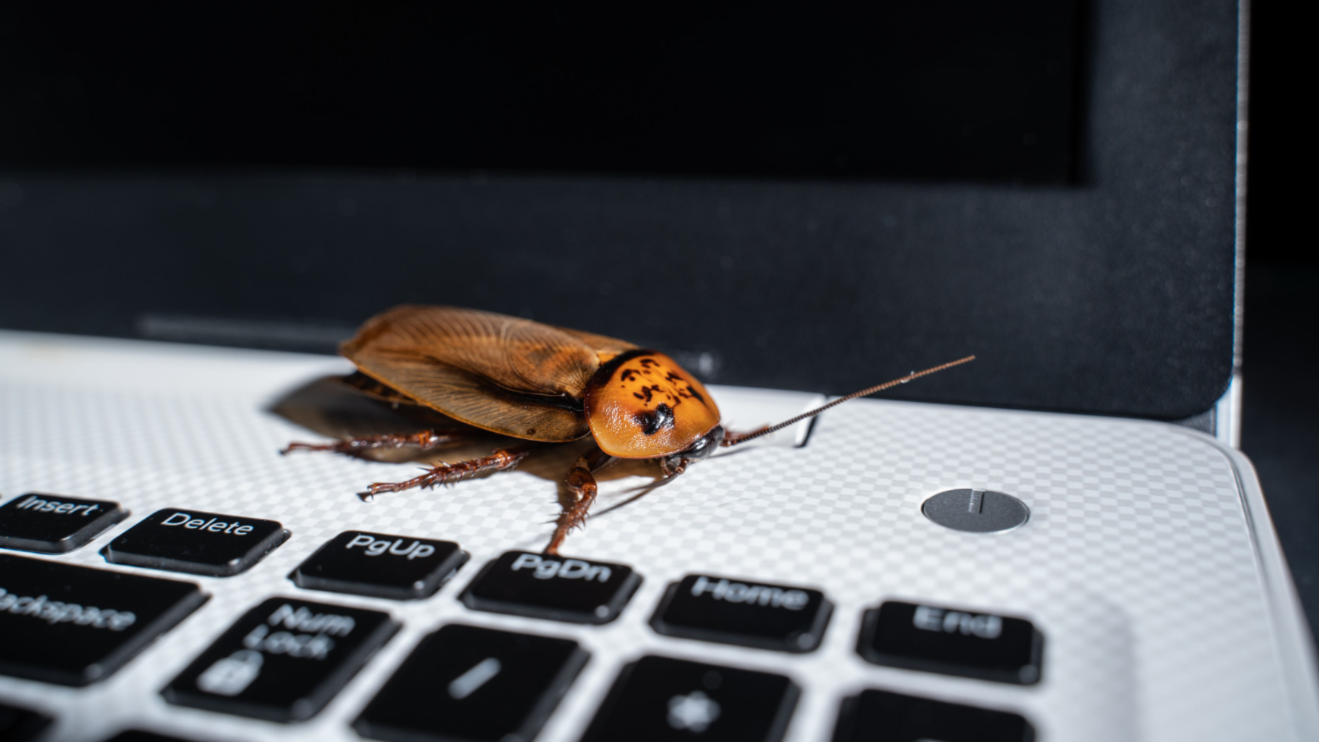 Bio-hybrid robotics system ‘listens’ to cyborg insects for collaborative control