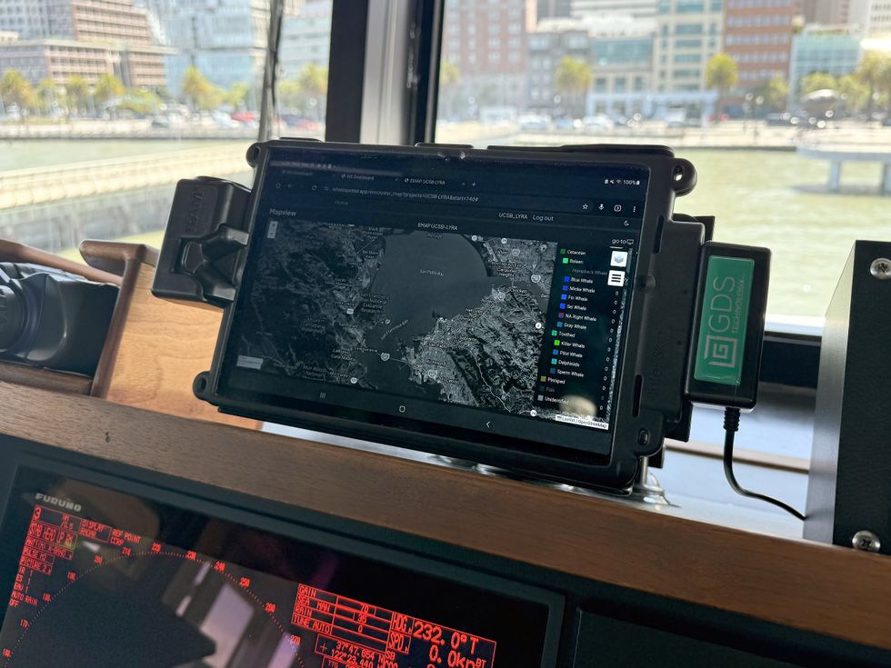 Thermal Cameras and AI Help Ships Steer Clear Of Gray Whales