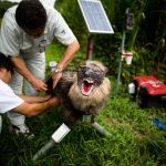 Robots vs Wild: Japan turns to handmade ‘monster wolves’ to prevent deadly bear attacks