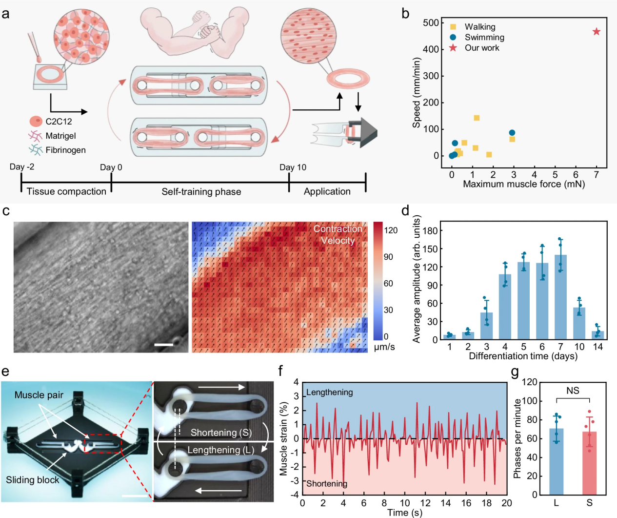 After 'Arm Wrestling' to Build Muscle, Swimming Record Set! National University of Singapore Creates the Fastest Skeletal Muscle-Driven Robot