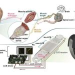 New smart artificial muscle could bring human-like feedback to humanoid robot