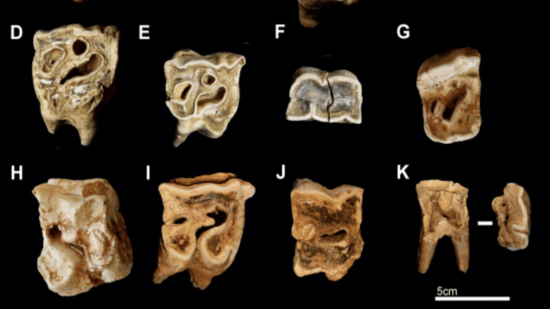 Neanderthals used rhinoceros teeth as hammers to sculpt stone tools: Study