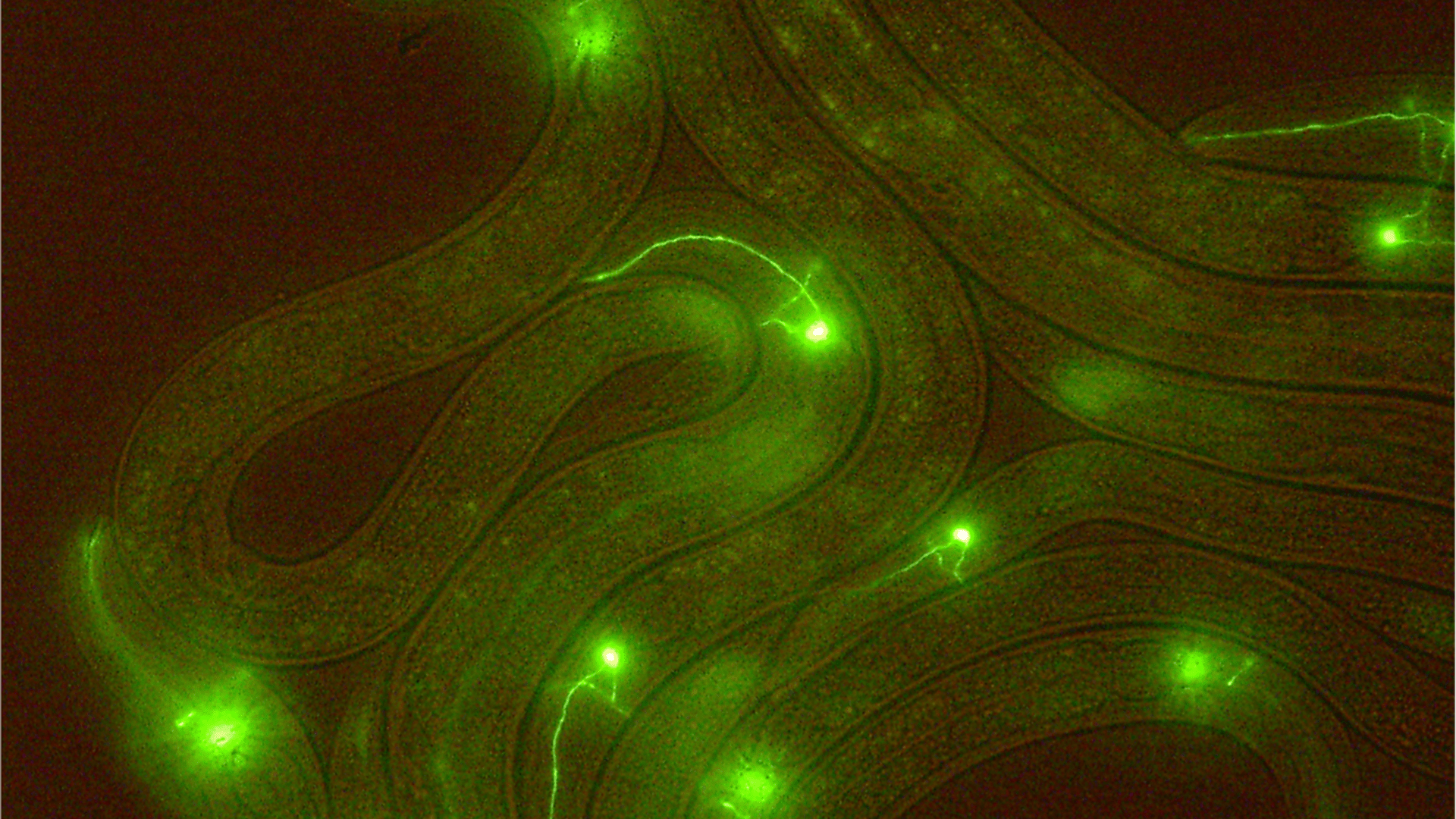 New microscopy method speeds 3D brain scans while using fewer measurements