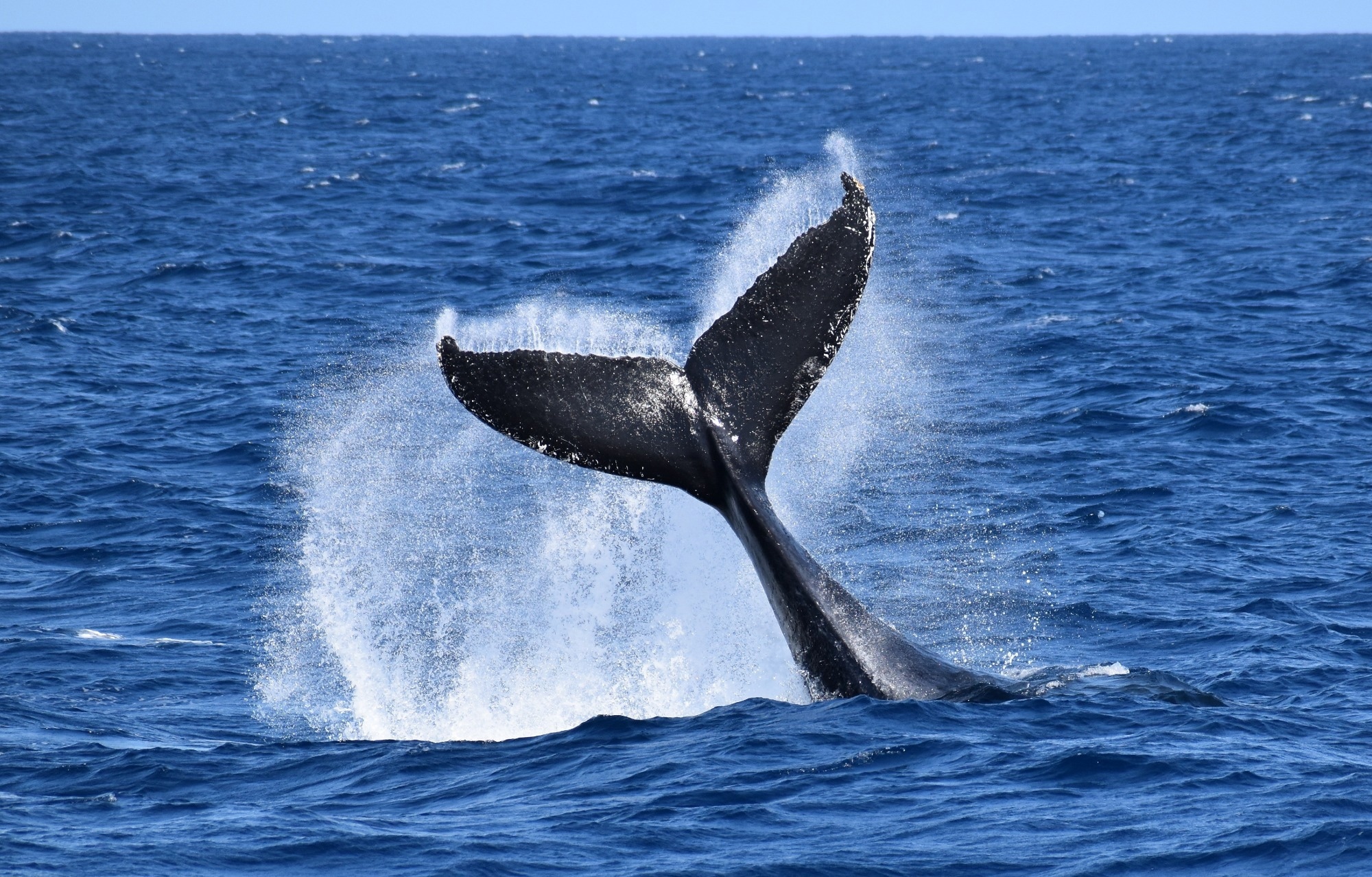 Autonomous Gliders Track Whales Using Acoustic Signals