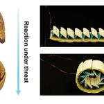 Researchers develop armadillo-inspired protective shell module for soft robotics
