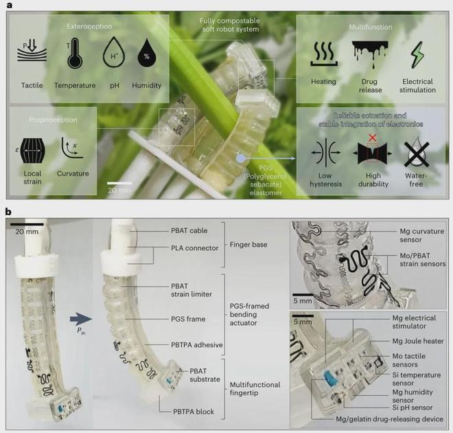 Top Journal Nature: A Robot Finger That Withstands One Million Bends and Can Be Used as Fertilizer After Its Life Ends!