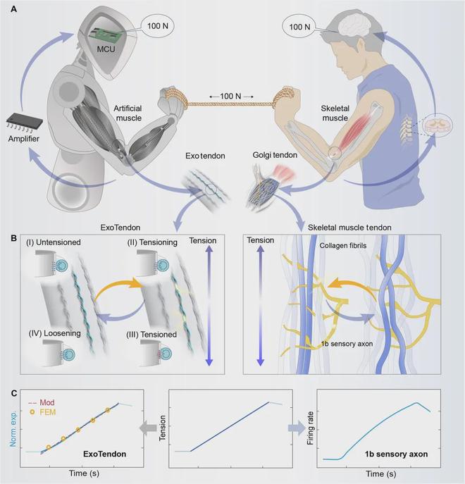 Robots' 'Muscles' Can Now Self-Regulate Force: Bionic Exoskeleton Tendon Featured in Science Advances