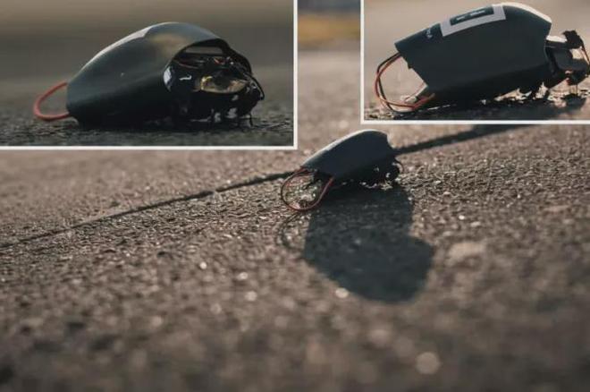 Explosive! Germany's 'Cyborg Cockroaches' Hit the Battlefield! Mass Production Through Biological Reproduction, Now Deployed by NATO
