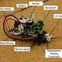 AI listens to insect body signals to guide cyborg cockroaches