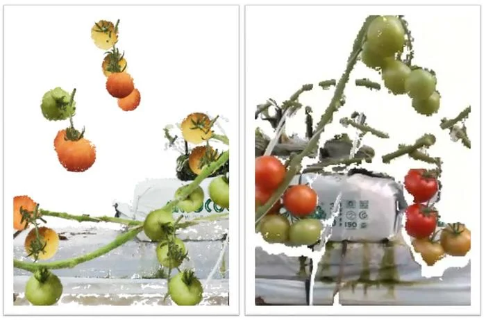 Researchers Develop Method To Train Ag AI Robots with Virtual Tomatos