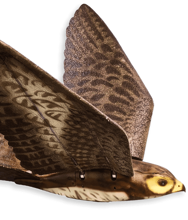 Designed to Fly Like a Falcon, RoBird Takes Aim at Crop-Damaging Birds