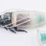 A diving suit for cyborg cockroaches could enhance search-and-rescue operations