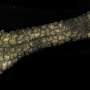 Elephant trunk skin reveals design that could reshape soft robotics
