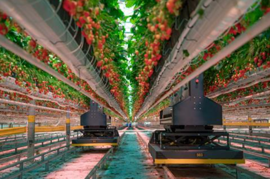 Dogtooth Technologies Secures £14 Million for AI-Powered Strawberry Harvesting