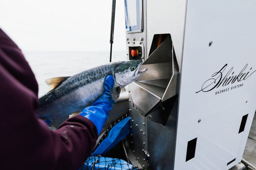 Shinkei Systems Introduces AI Robotics for Enhanced Fresh Fish Processing