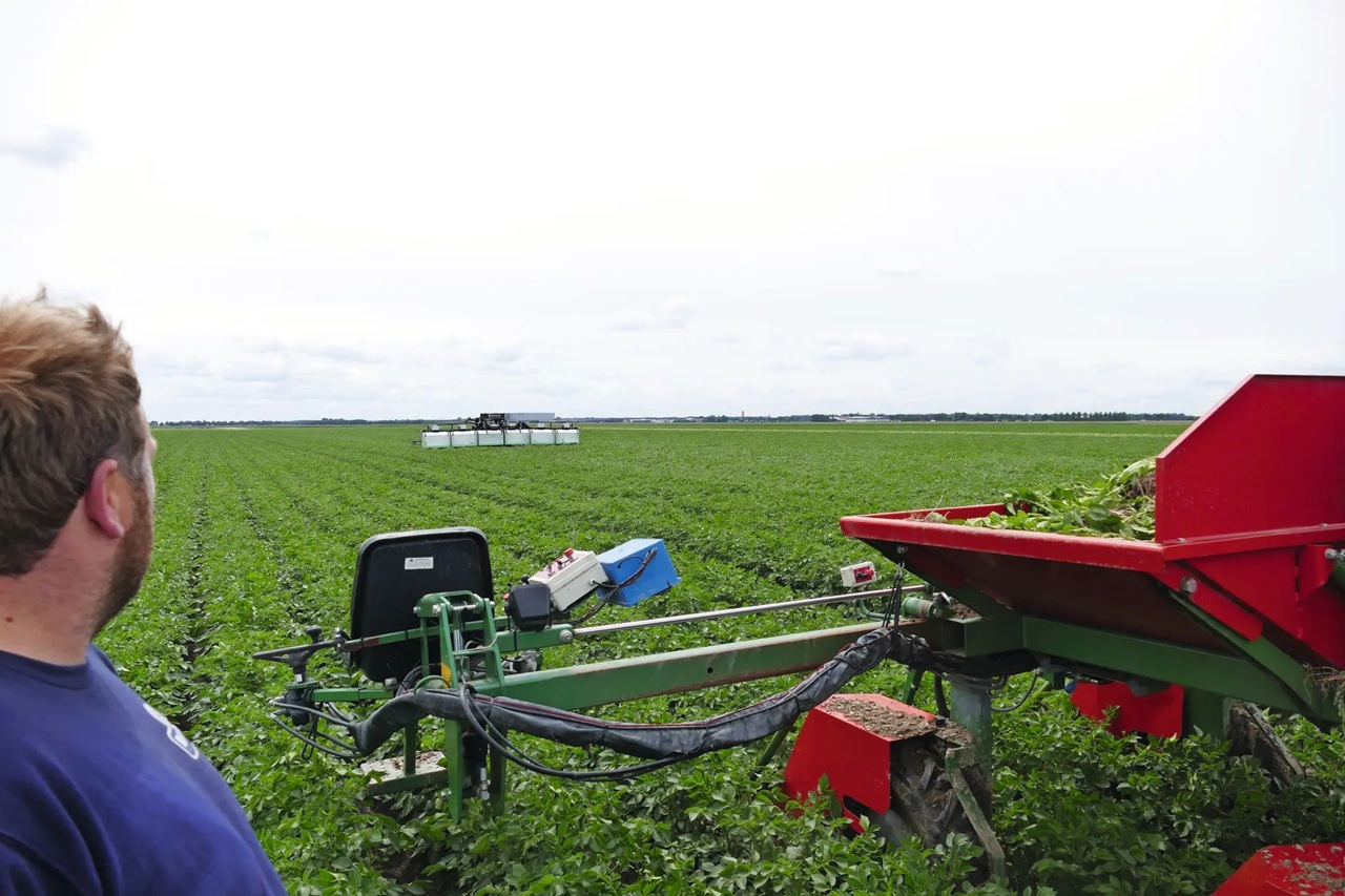 Can AI replace seed potato rogueing crews? Three Dutch robots take the next step