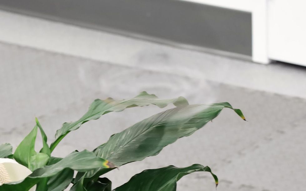 Northwestern University Unveils Phantom Twist, an Almost Invisible Drone