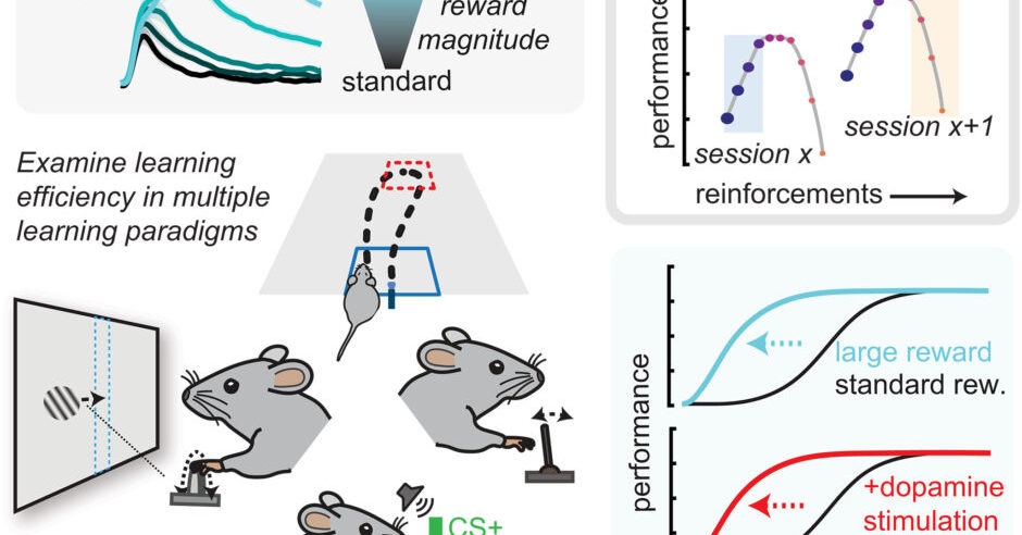 Research Reveals Reward Magnitude Enhances Learning Efficiency in Mice