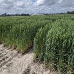 Mafix Secures $5.4 Million to Enhance Silicate Rock Weathering for Sustainable Fertilizer