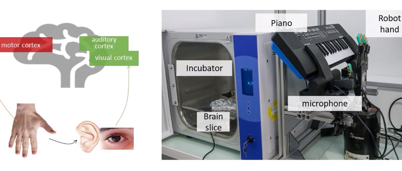 French Research Team Uses Dead Brain Cells to Control Robot Hand for Piano Playing