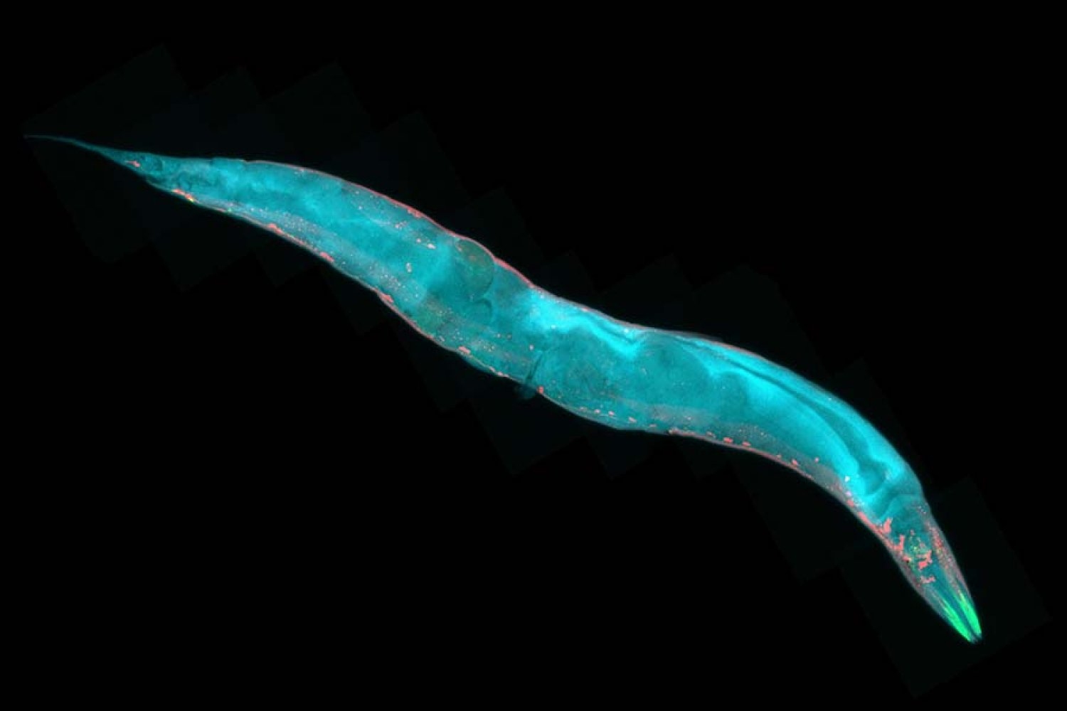 MIT Researchers Discover Cohesin's Role in Nervous System Development in C. elegans