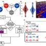 Bee-Inspired Algorithm Enhances Consensus in Robot Swarms for Autonomous Operations