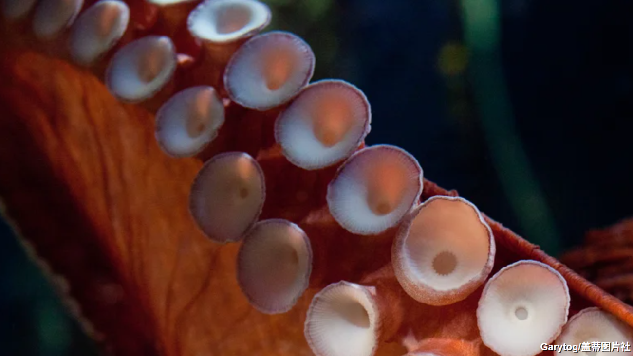Italian Institute of Technology Develops Soft Robotic Arm Inspired by Octopus Design