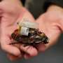 University of Queensland Develops Cyborg Cockroaches for Emergency Medical Assistance