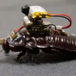 Cyborg Cockroaches Developed as Potential Rescue Robots for Disaster Relief