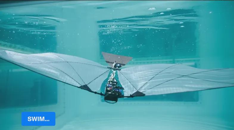 MIT Develops 250-Gram Robotic Bird Capable of Swimming and Flying