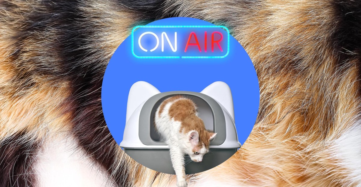 A Motion-Activated Neon Sign Disrupts Cats' Toilet Time Experience