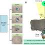 Cyborg Cockroaches Utilize AI for Enhanced Terrain Navigation Speed