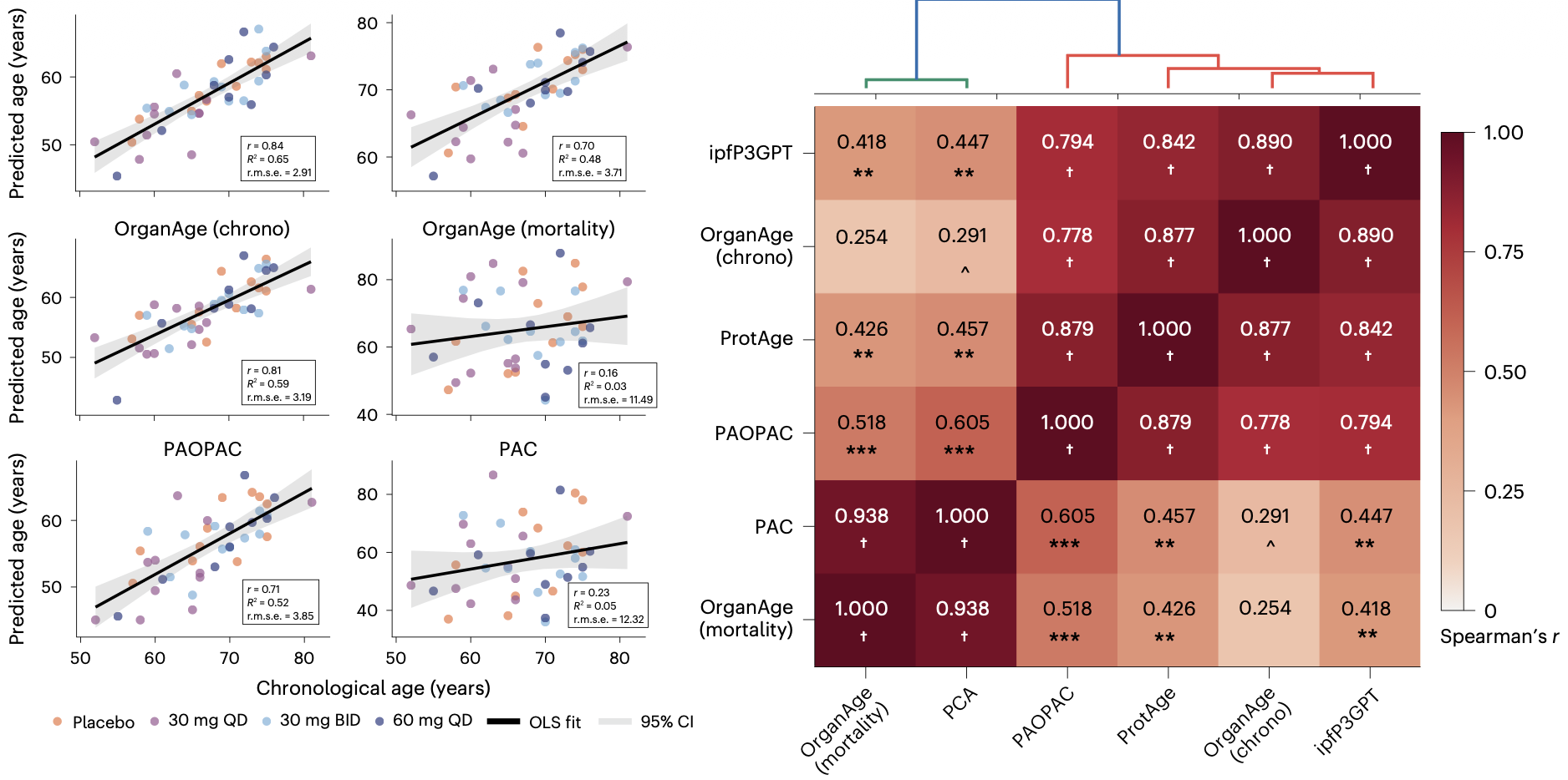 AI-Developed Rentosertib Shows Potential to Lower Biological Age in Clinical Trial