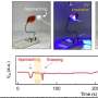KAIST Develops Venus Flytrap-Inspired Soft Material for Object Sensing and Grasping