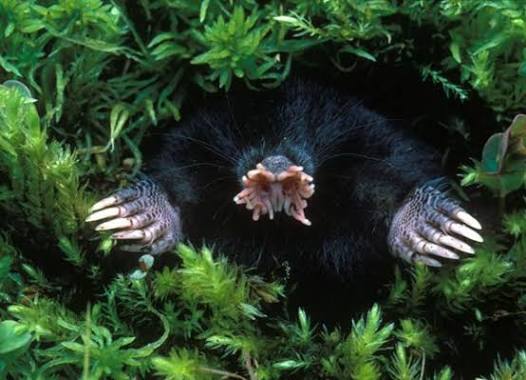University of Southern Denmark Develops Touch-Based Robot Inspired by Star-Nosed Moles