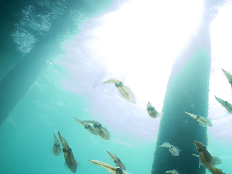 Rosenxt Enhances Subsea Inspection Services for Improved Asset Integrity Management