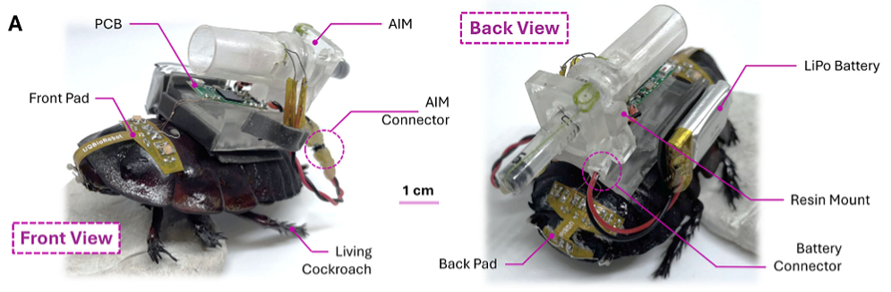 Queensland and New South Wales Universities Develop Automated Injection Technology Using Cockroaches