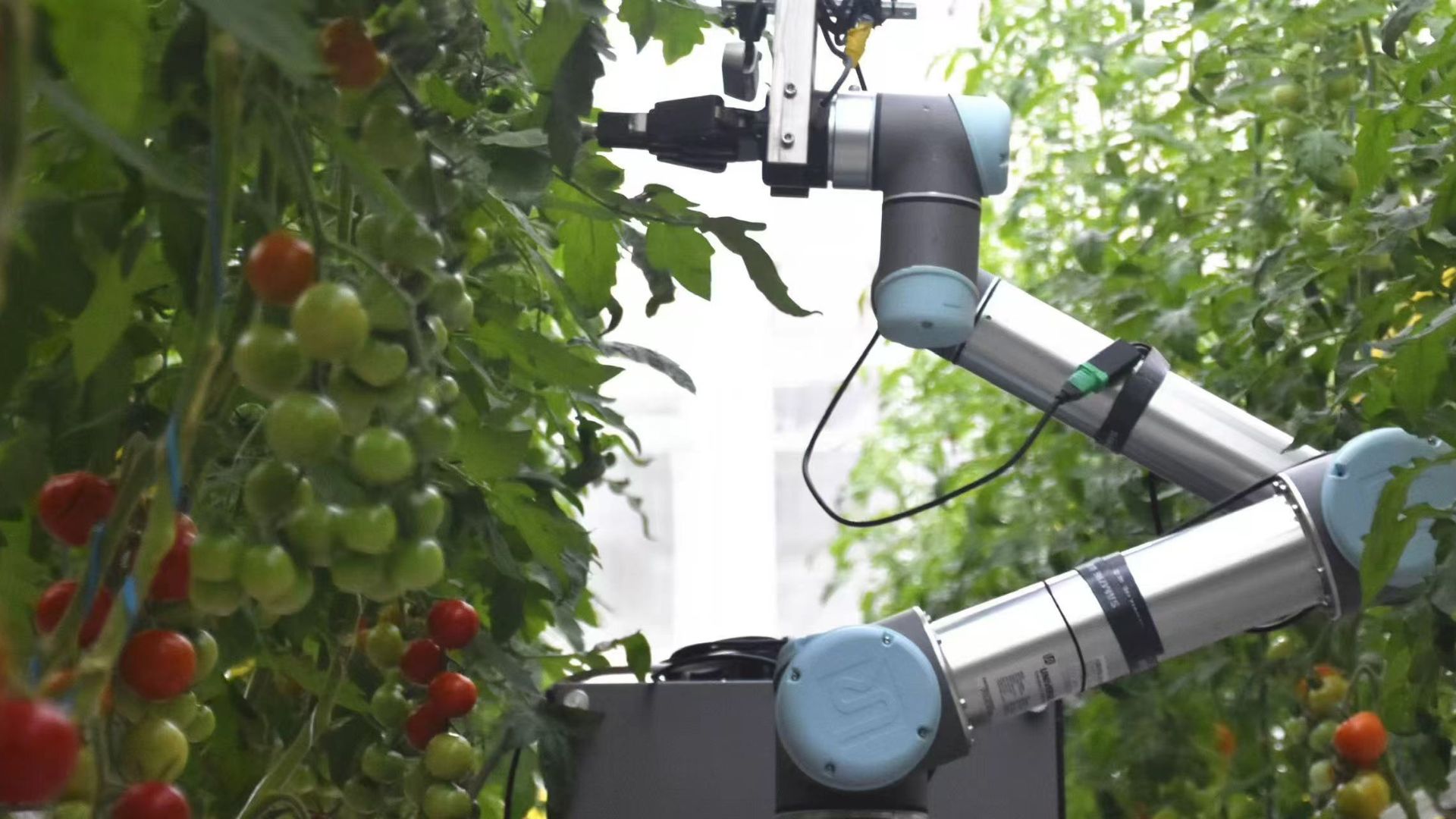 China Unveils GEAIR 2.0 Humanoid Robot for Efficient Crop Pollination