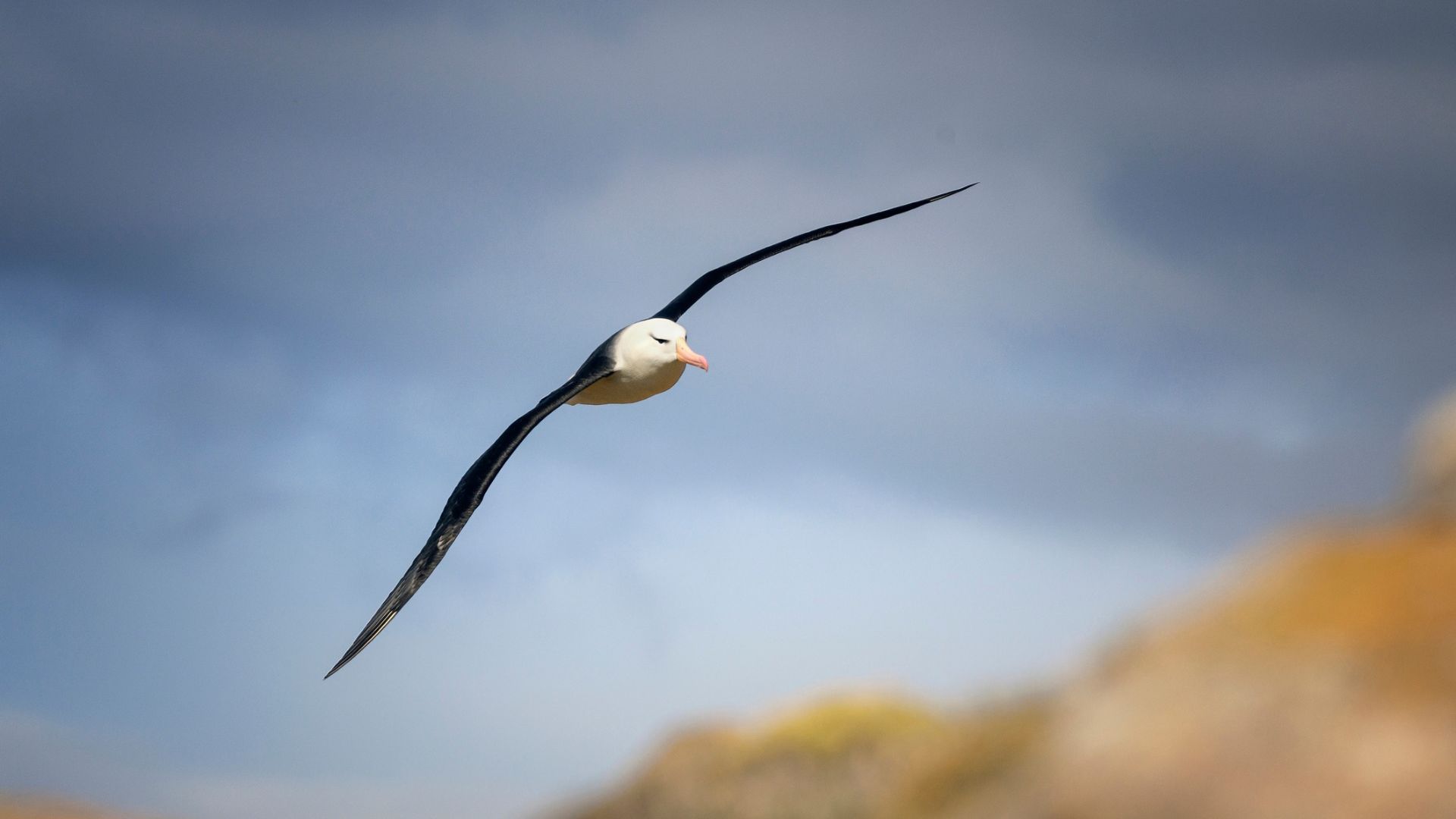 ALBATROSS: A Bio-Inspired Robot Transitions from Airborne to Autonomous Sailboat