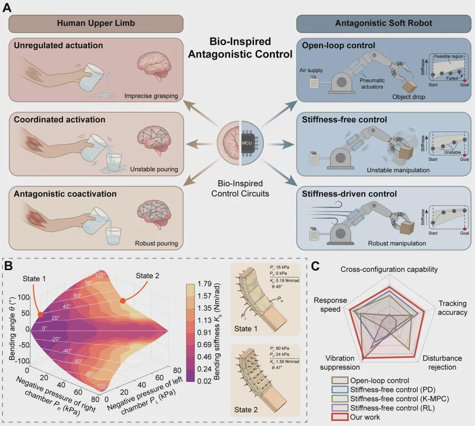 Enhancing Stability and Precision in Antagonistic Soft Robots Through Muscle-Inspired Stiffness Regulation