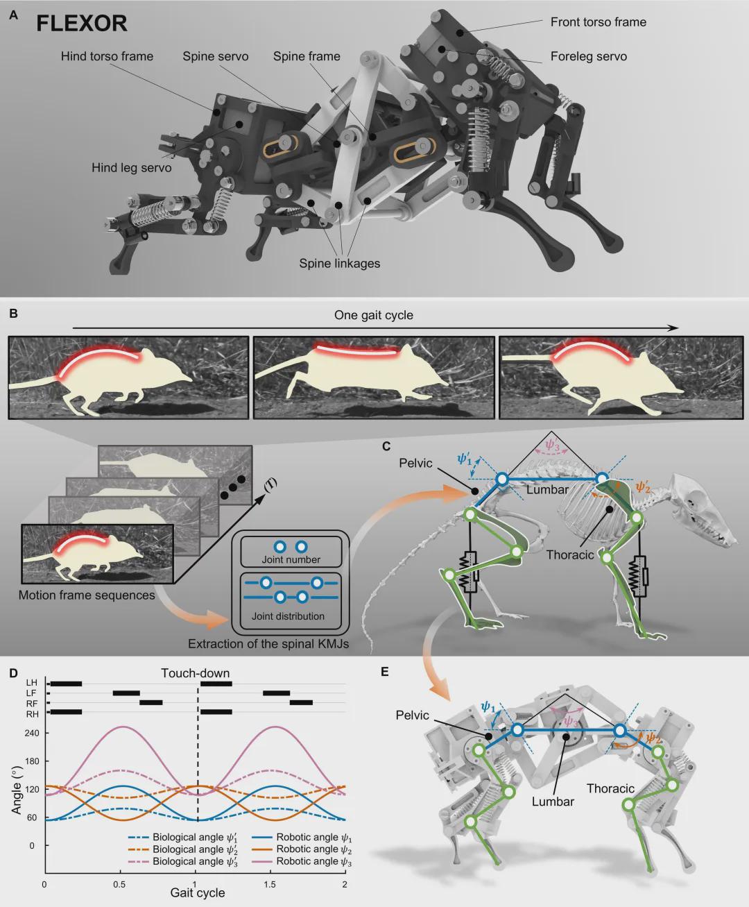 Beijing Institute of Technology Unveils New Insights on Quadrupedal Robot Running Dynamics
