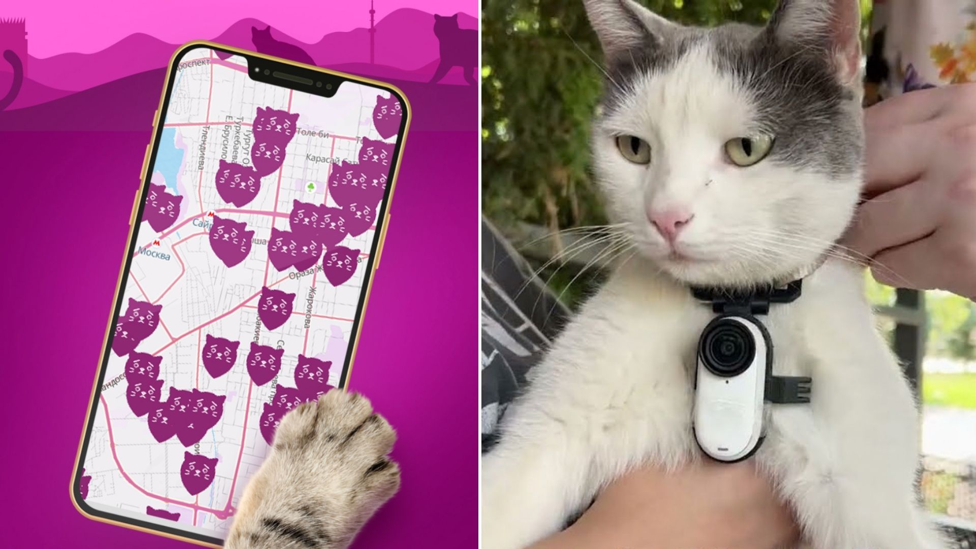 AI-Enhanced Cat Search Network in Kazakhstan Aids in Locating Missing Pets